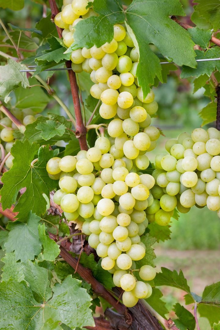 Pflanzen für Dich Obstpflanze Vitis vinifera Unio, 1 St., Weinrebe, Tafeltraube, kernlos, frühreifend
