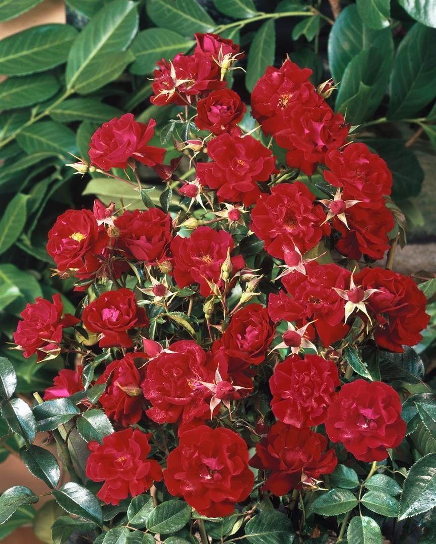 Pflanzen für Dich Rose Rosa Mainaufeuer