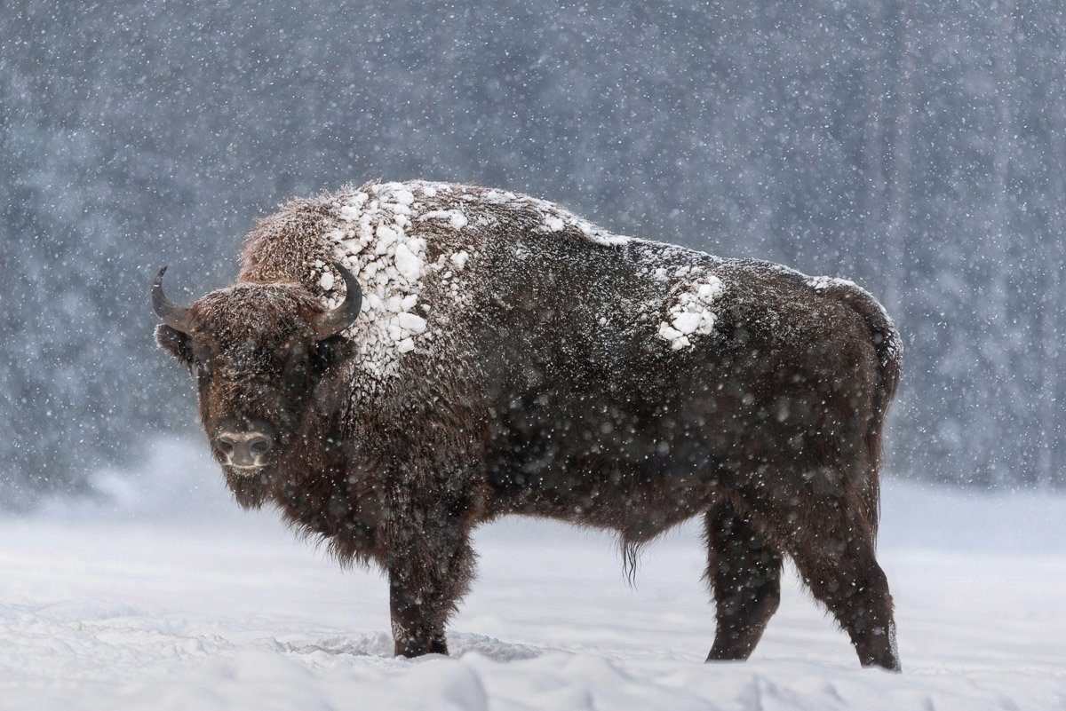Büffel im Papermoon Schnee Fototapete