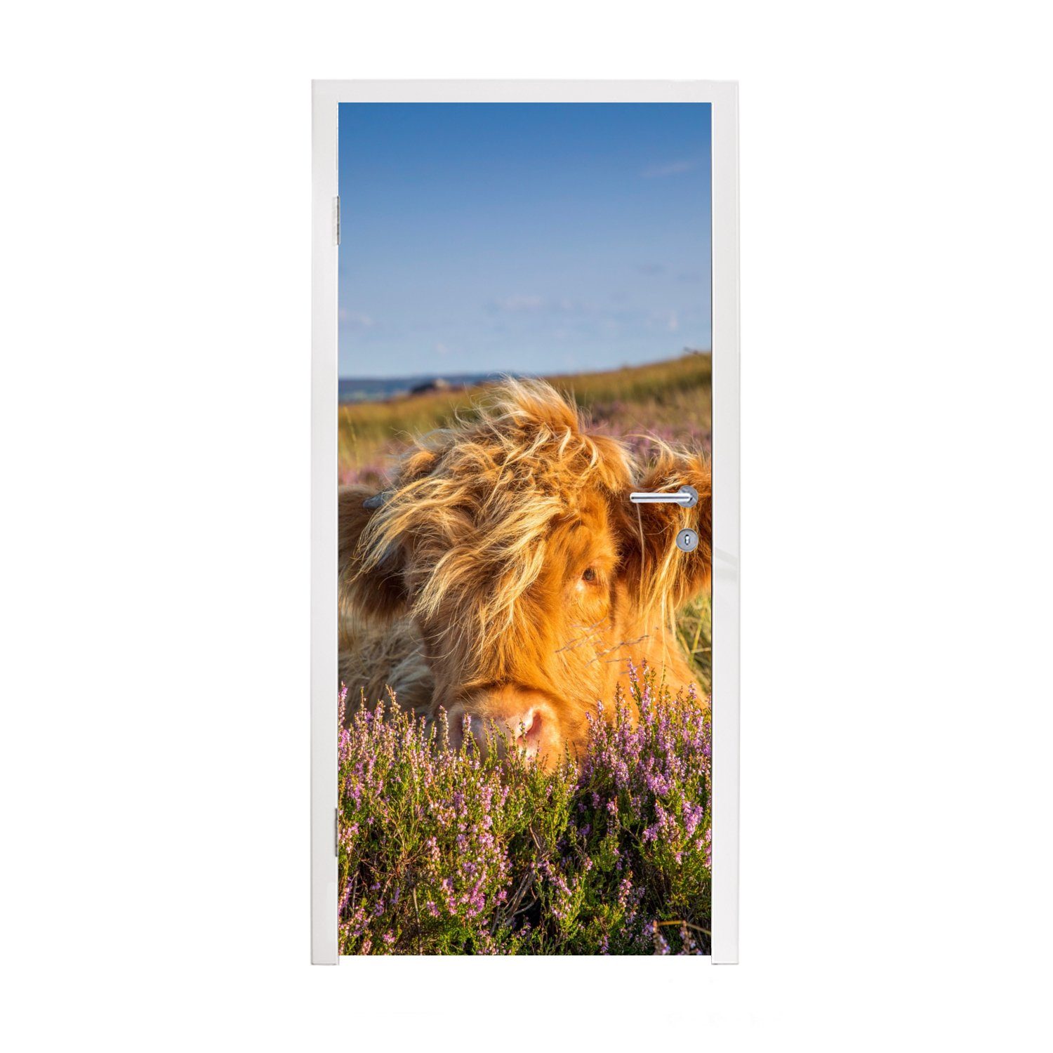 Fototapete St), Tiere, MuchoWow - Tür, Highlander Türaufkleber, (1 - Türtapete Heide Schottische Gras Matt, cm bedruckt, für - 75x205