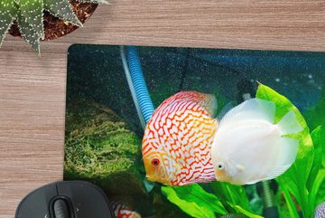 MuchoWow Gaming Mauspad Fische in einem Aquarium (1-St), Mousepad mit Rutschfester Unterseite, Gaming, 40x40 cm, XXL, Großes