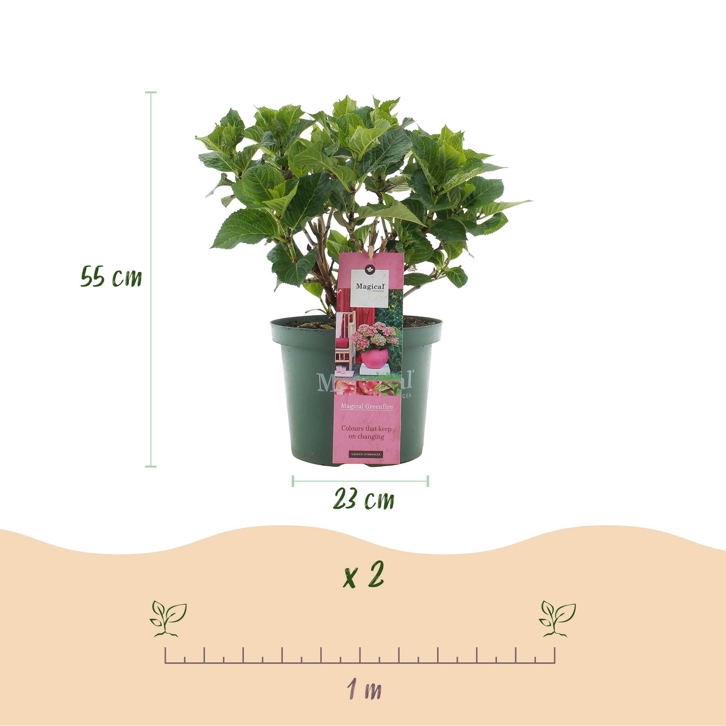 Exotenherz Beetpflanze Exotenherz - Hortensia - Hydrangea Magical Green Fire - 23cm Topf