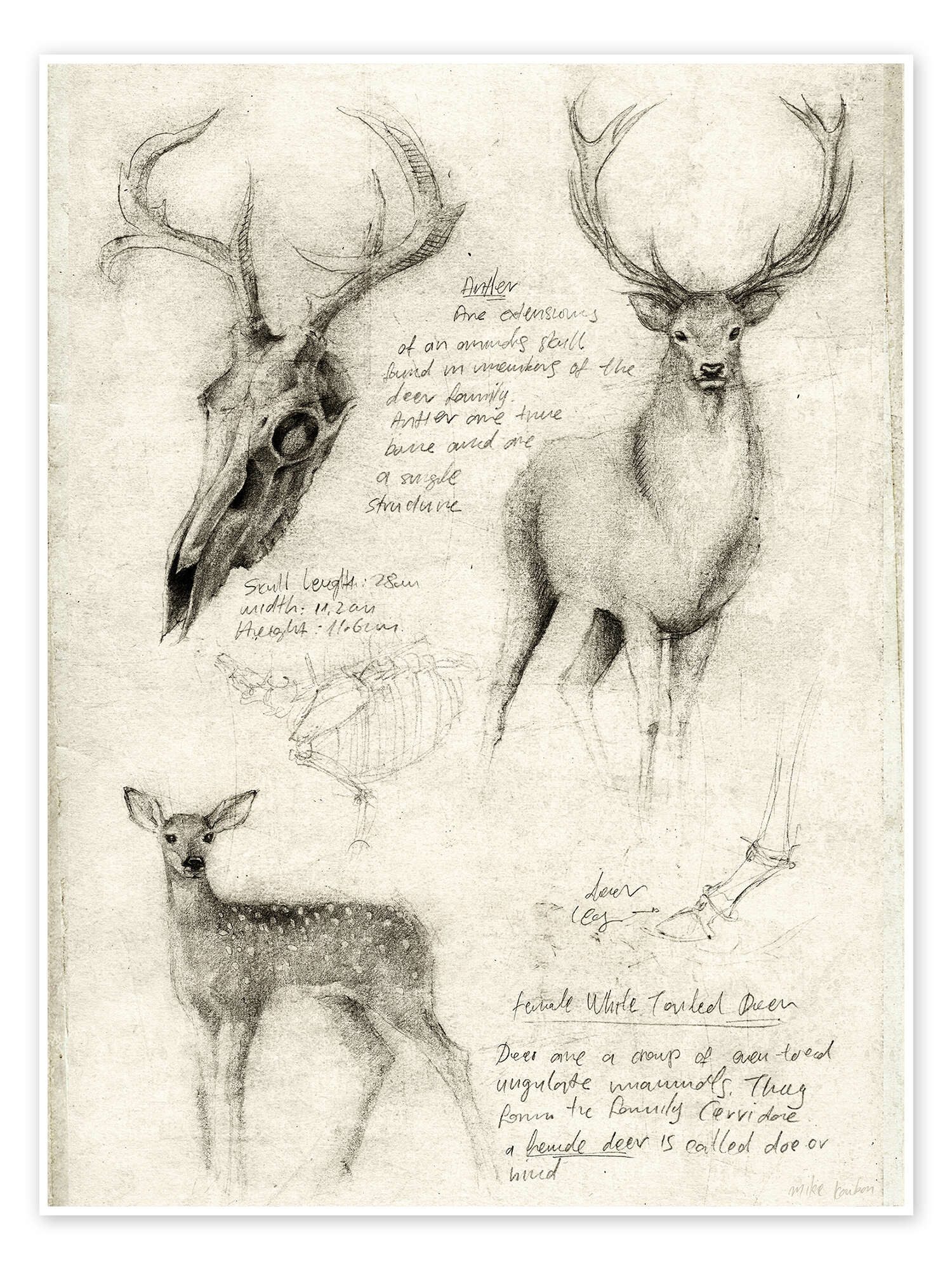 Posterlounge Wandbild Hirsche, Mike Koubou, erhältlich als Poster, Leinwand günstig online kaufen