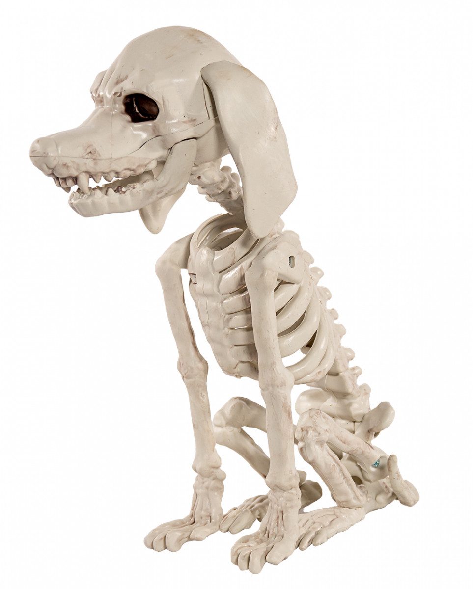 Dekoobjekt Pudel Hundeskelett als Halloween Dekoration 25 cm