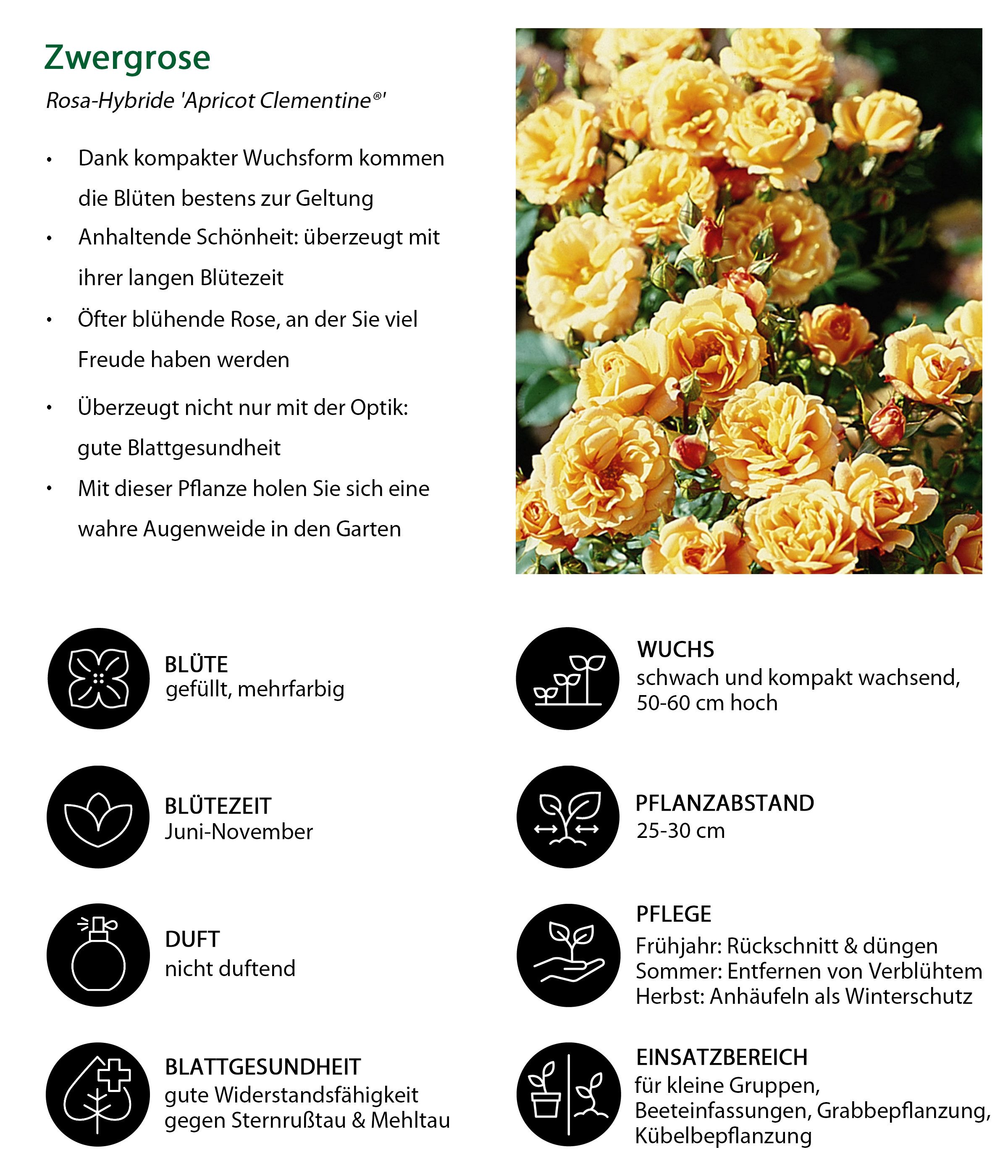 Dehner Rose Zwergrose Apricot Clementine®, apricot-farben, nicht duftende Blüten, Züchter Tantau