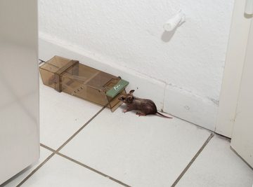 Gardigo Lebendfalle, für Mäuse