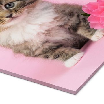 Posterlounge Acrylglasbild Greg Cuddiford, Katze mit rosa Blume, Fotografie