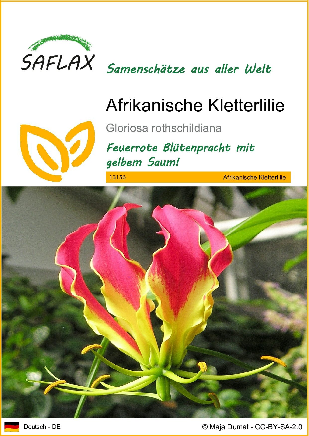 Blumensamen SAFLAX - Afrikanische Kletterlilie - 15 Samen - Gloriosa