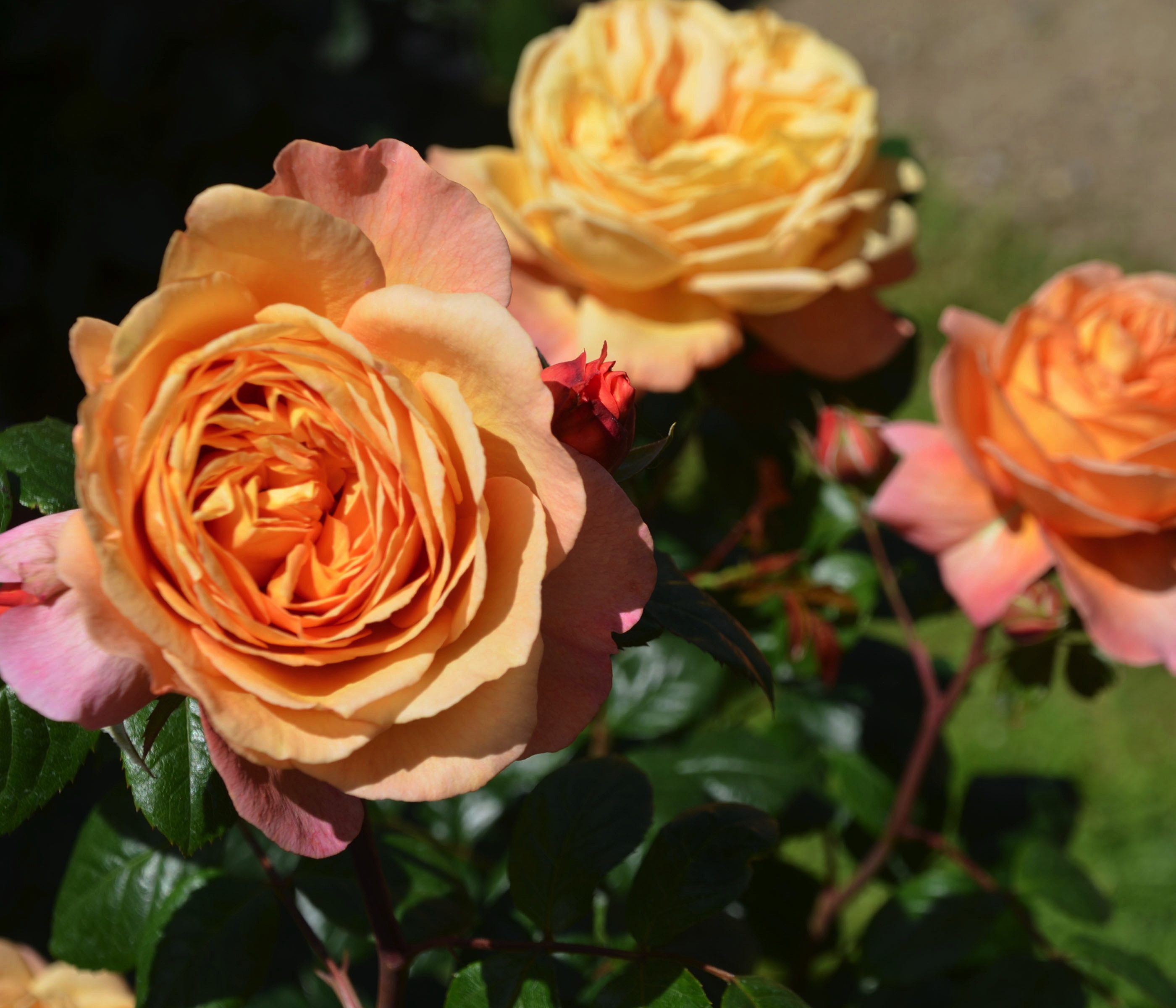Dehner Rose Nostalgie®-Edelrose Capri®, 15-30 cm, 4 l Topf, gefüllte und duftende Blüten in orange-apricot, Züchter Tantau