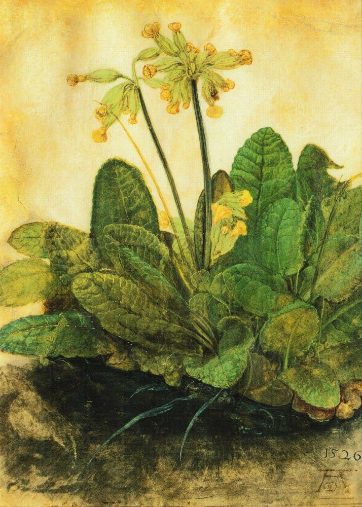 Postkarte Kunstkarte Albrecht Dürer "Schlüsselblume (Primula veris)"