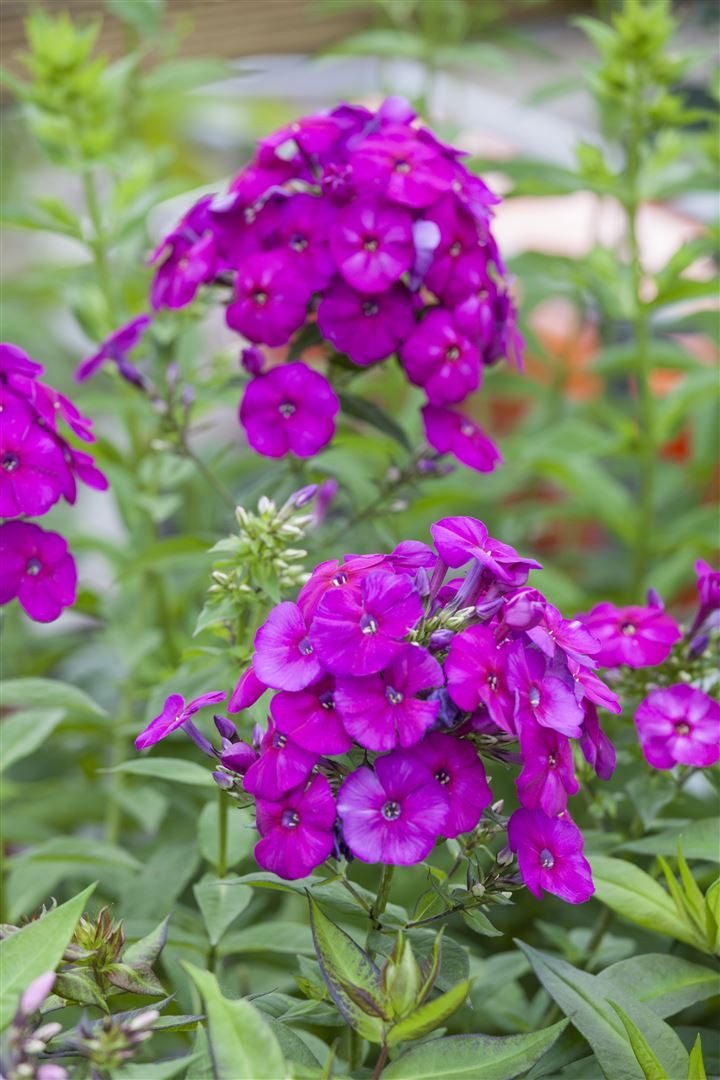 Pflanzen für Dich Staude Phlox pan. The King, 1 St., Hoher Staudenphlox, Flammenblume