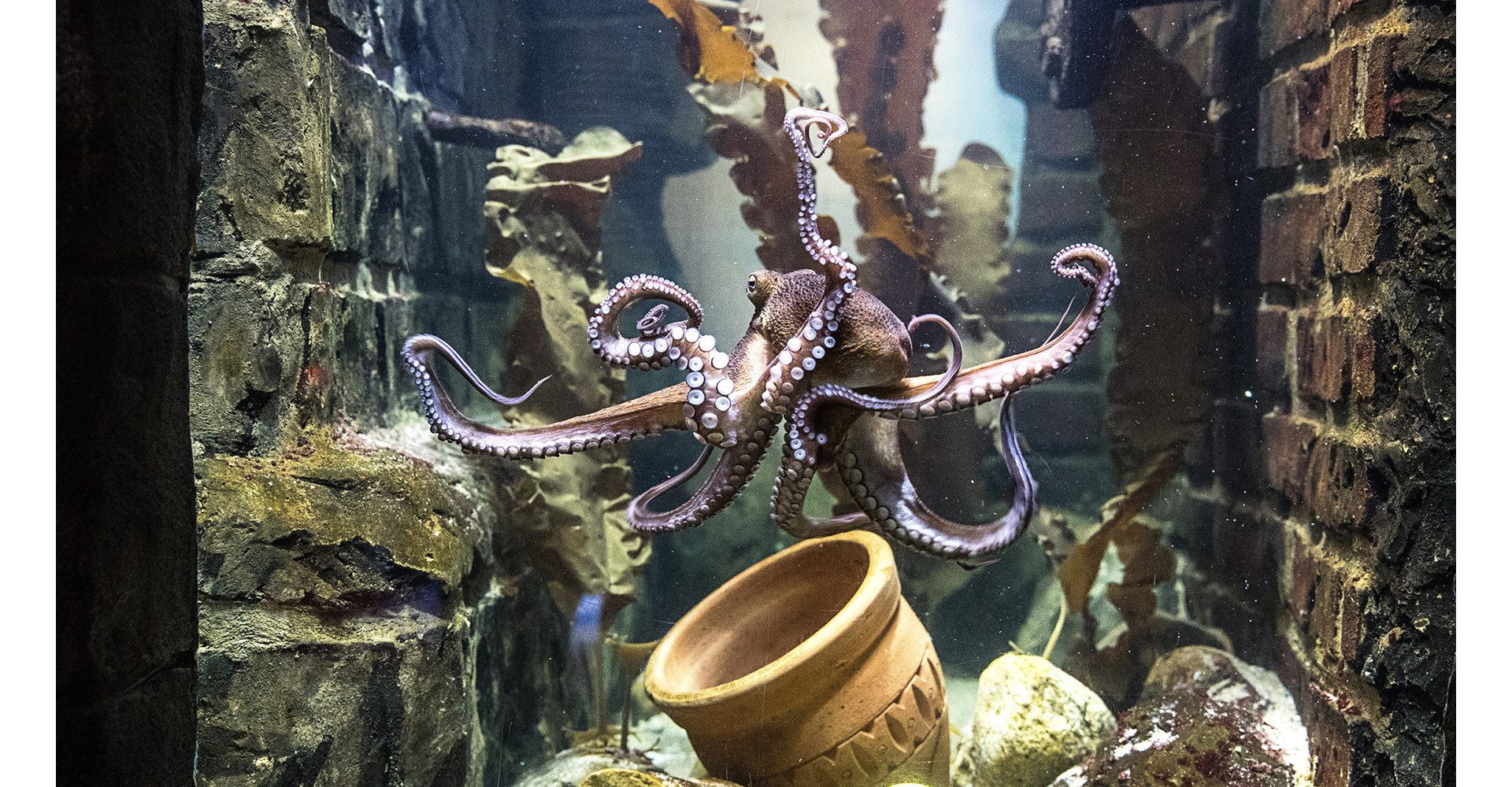 Erlebnisgutschein Sea Life Oberhausen (Kinder-Ticket)