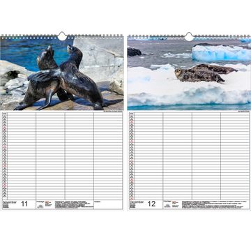 Seelenzauber Wandkalender Wandplaner Familienplaner 4 Spalten - Robbenzauber DIN A3 Kalender