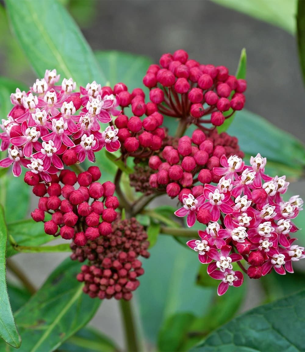 BALDUR Garten Staude Asclepias 'Soulmate', 3 St., Trockenresistent, genügsam, winterhart, mehrjährig