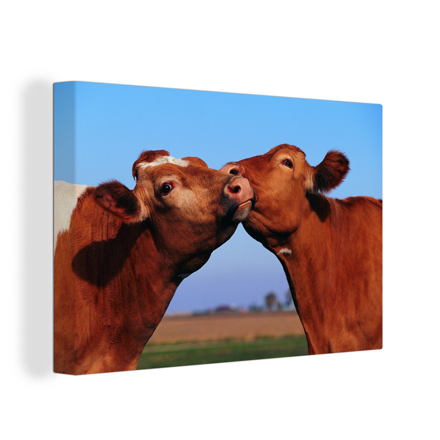 OneMillionCanvasses® Leinwandbild Kühe - Sommer - Braun, (1 St), Wandbild Leinwandbilder, Aufhängefertig, Wanddeko, 30x20 cm