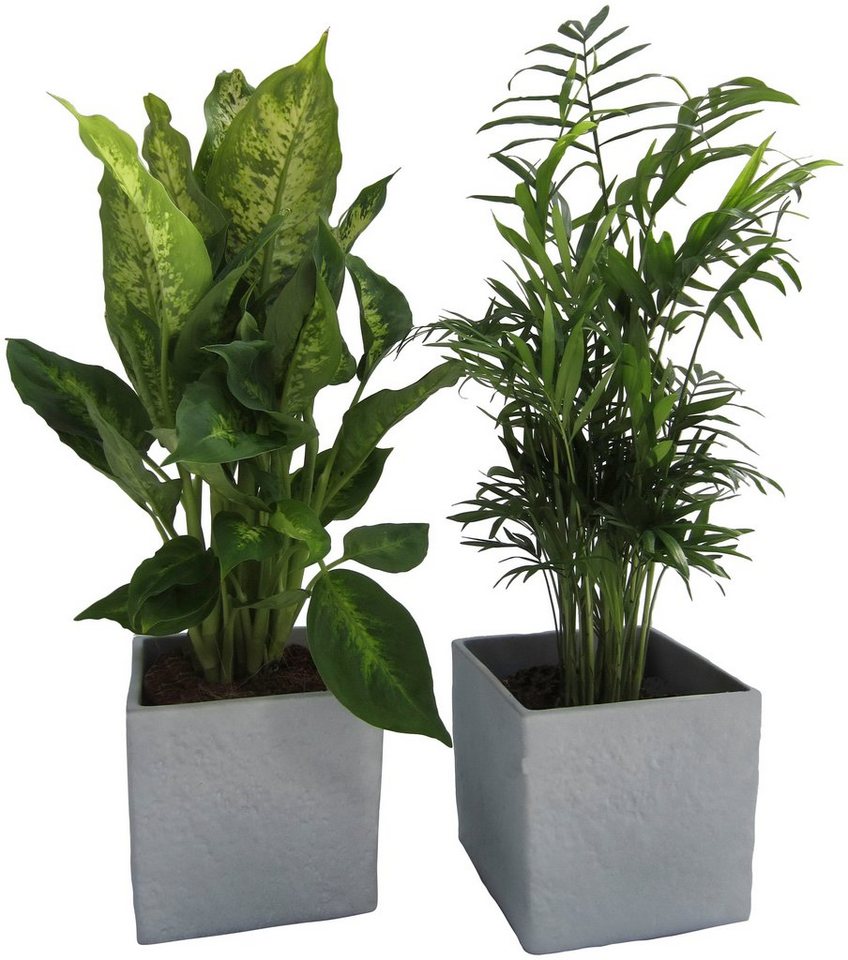 Dominik Zimmerpflanze »Grünpflanzen-Set«, Höhe: 30 cm, 2 Pflanzen in Dekotöpfen-HomeTrends