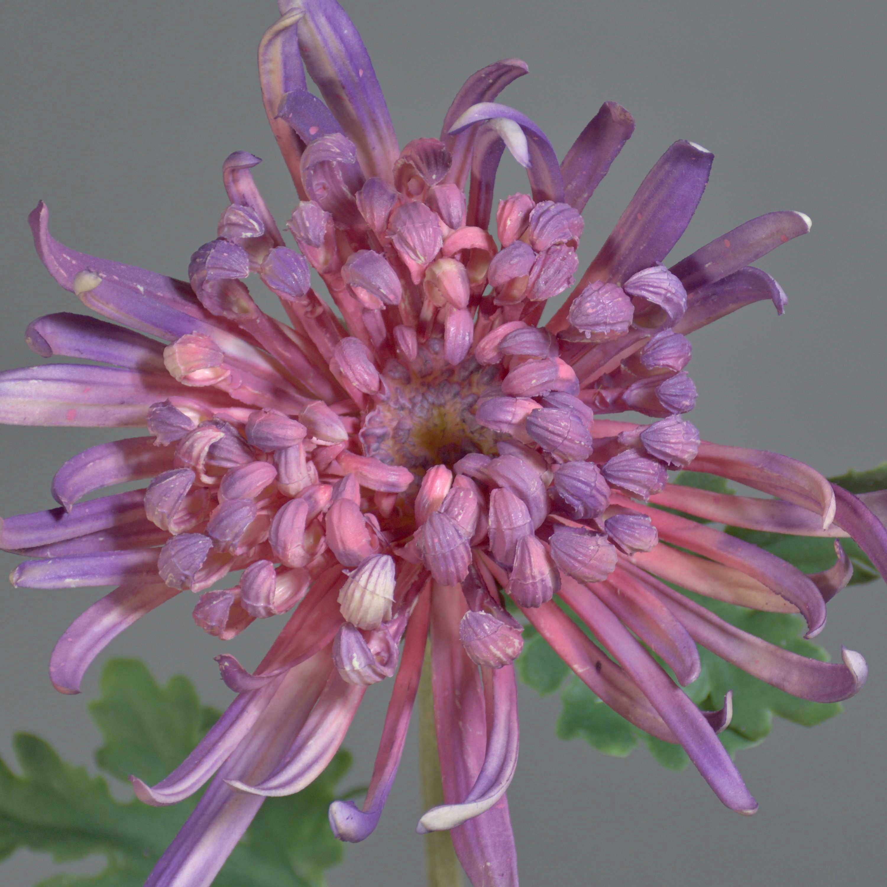 Kunstblume Dekoblume Chrysantheme YASULI, lila, 70 cm Chrysantheme, artplants, Höhe 70.0 cm