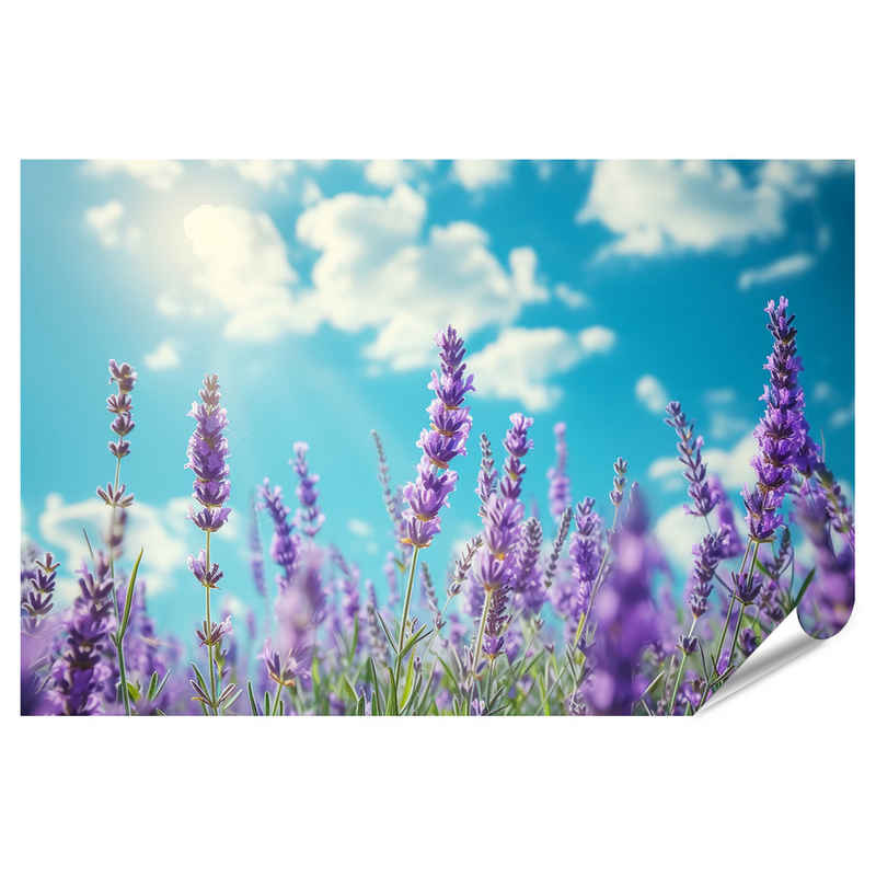 islandburner Poster Nahaufnahme: Duftende Lavendelblüten unter blauem Himmel - Bio-Kosmeti