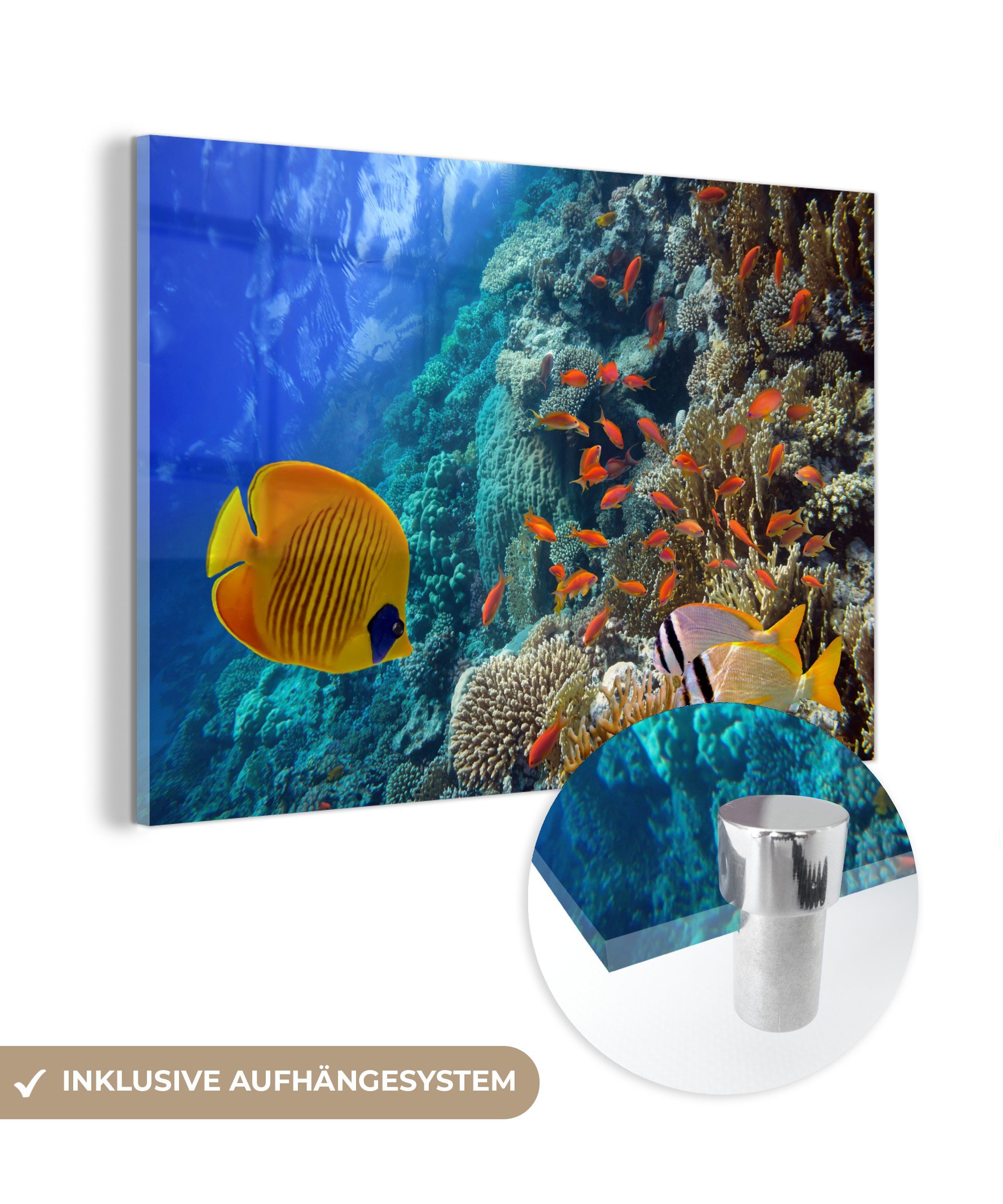 MuchoWow Acrylglasbild Wasser - Fisch - Gruppe, (1 St), Acrylglasbilder Wohnzimmer & Schlafzimmer