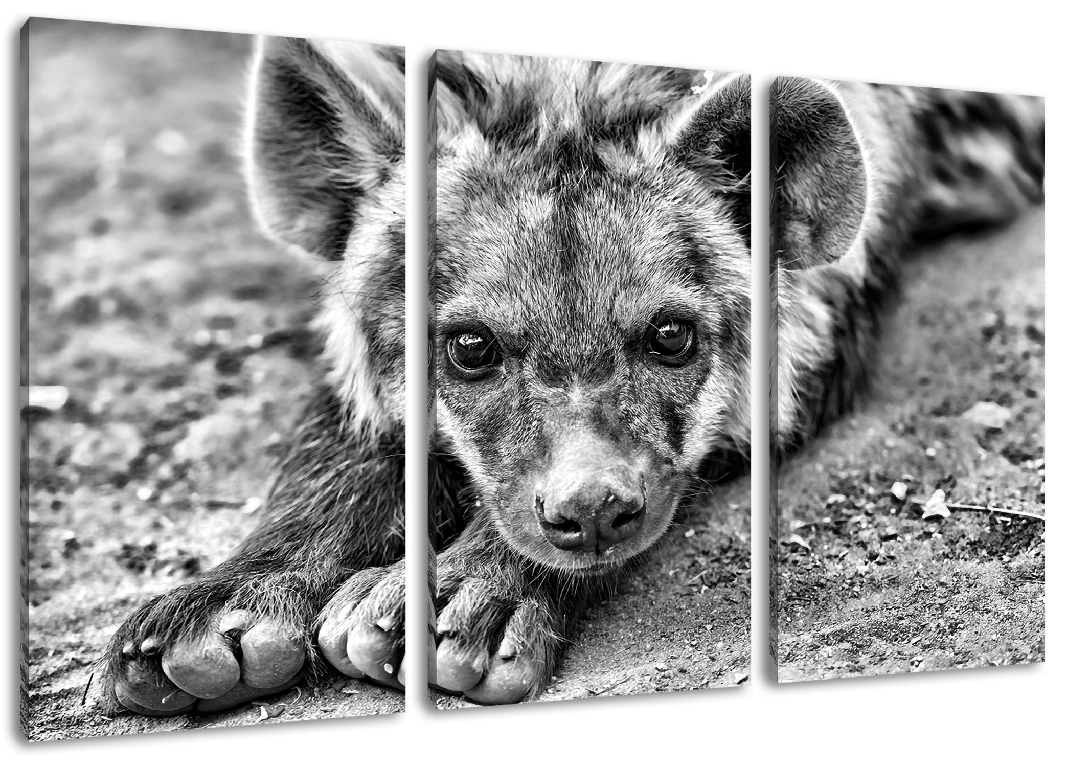 Pixxprint Leinwandbild niedliche Hyäne, niedliche fertig (120x80cm) (1 bespannt, 3Teiler St), Zackenaufhänger Leinwandbild Hyäne inkl