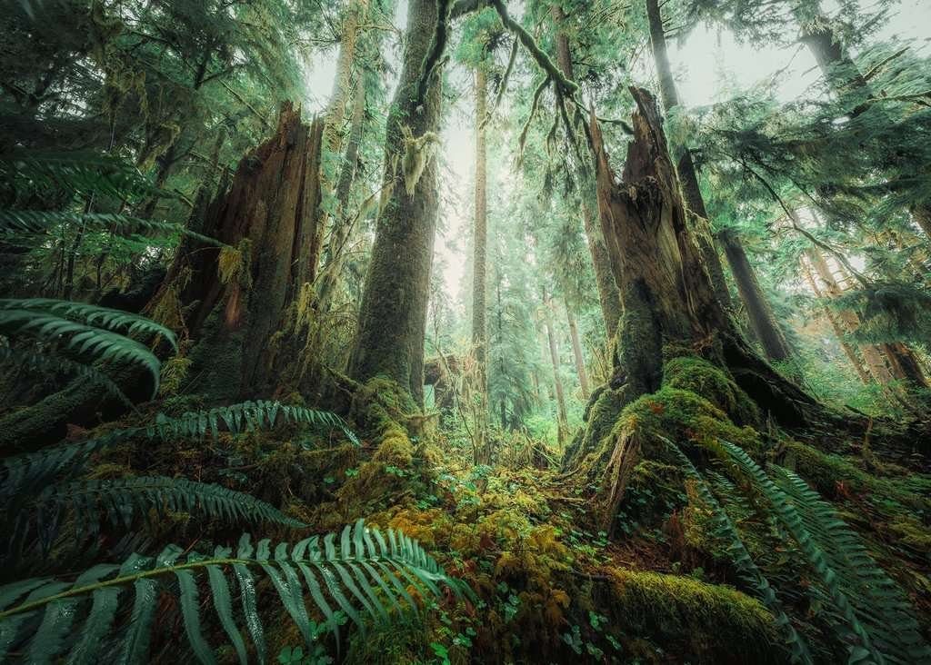 Ravensburger Puzzle Ravensburger 17494 Faszinierender Wald Nature Edition Puzzle, 1000 Puzzleteile, Made in Europe