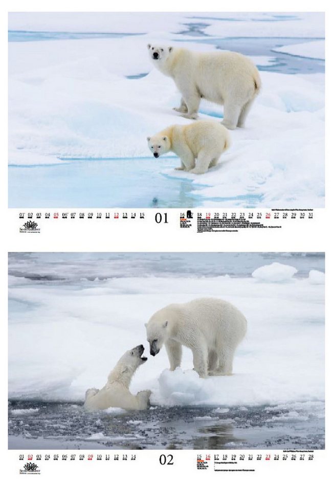 Thumbnail - Seelenzauber Wandkalender Eisbärenzauber DIN A3 Kalender für 2025 Eisbär