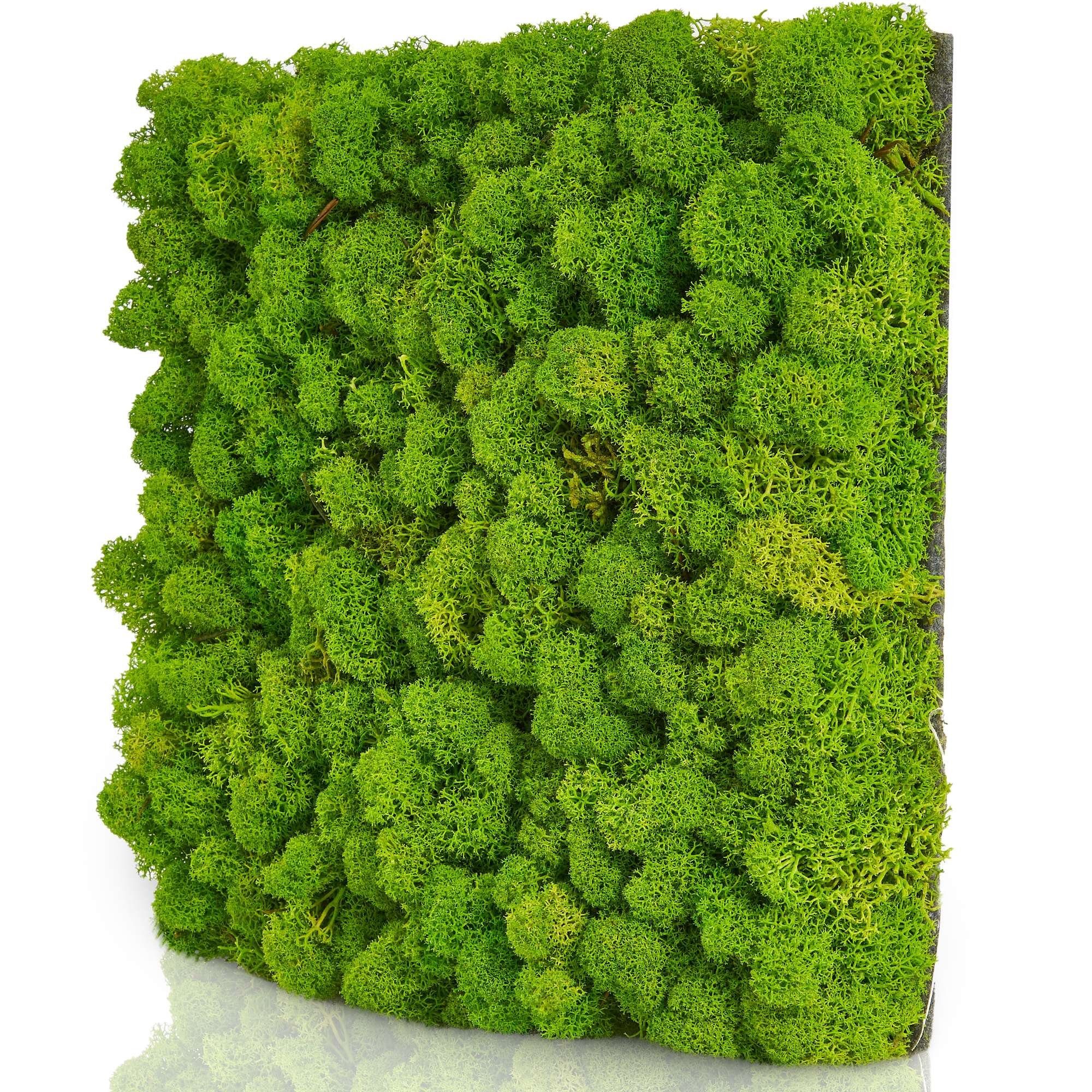 naturewalls Wandpaneel Moospaneele Flex 25x25 - günstig online kaufen