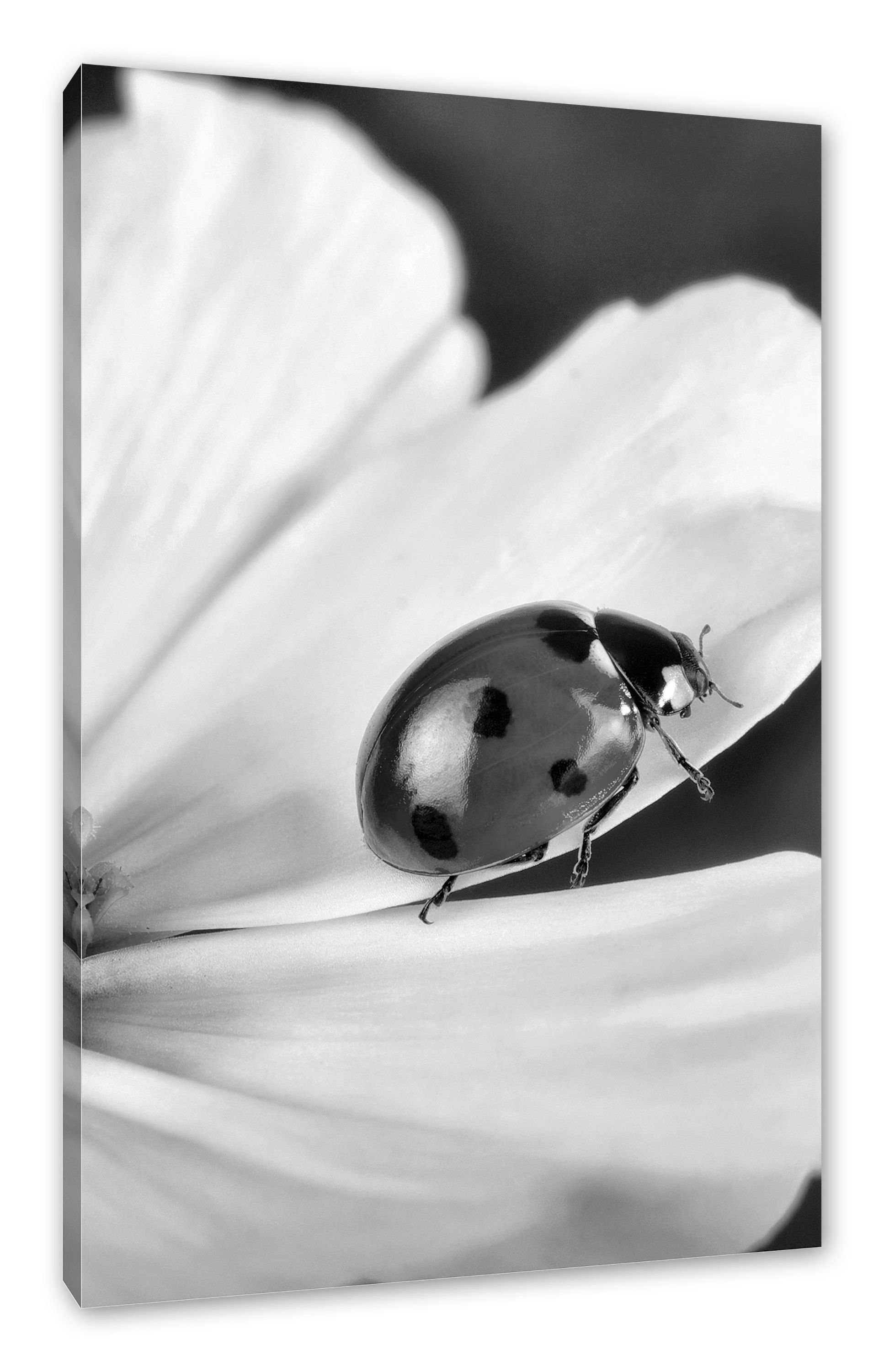 Pixxprint Leinwandbild Marienkäfer auf Blüte, bespannt, Leinwandbild fertig auf St), Blüte Zackenaufhänger Marienkäfer inkl. (1