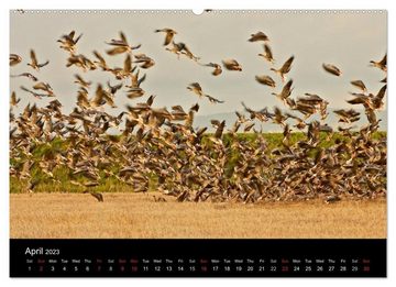 CALVENDO Wandkalender The Pinkfoot Goose Collection (Premium-Calendar 2023 DIN A2 Landscape)