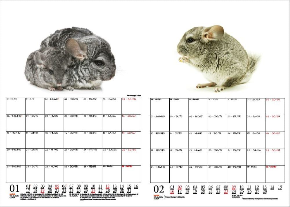 Thumbnail - Seelenzauber Wandkalender Chinchillazauber Wand- Planer Kalender für 2025 DIN A4 Chinchilla
