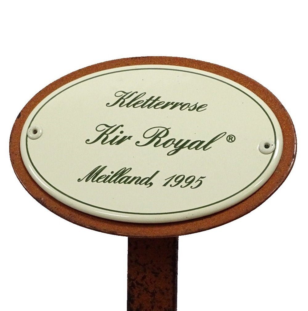 Kir Linoows Kletterrose Royal, Rosenschild Gartenstecker Meilland Rosenstecker,