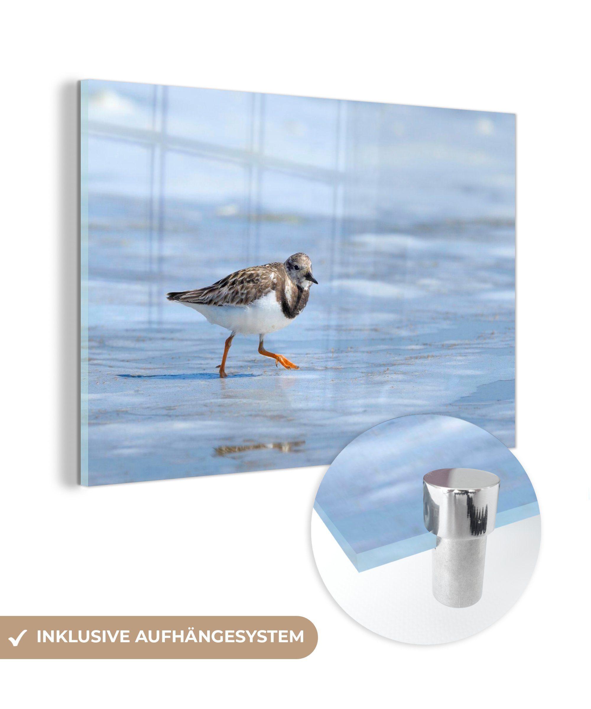 MuchoWow Acrylglasbild Steinläufer wandert durch seichtes Wasser, (1 St), Acrylglasbilder Wohnzimmer & Schlafzimmer