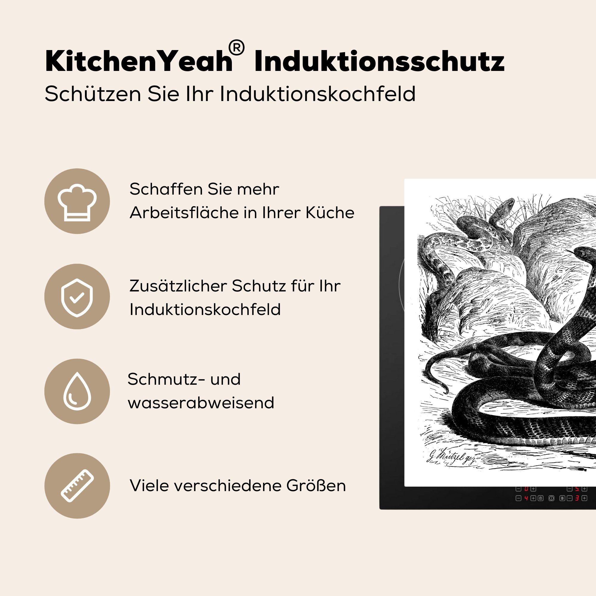 78x78 Herdblende-/Abdeckplatte Ceranfeldabdeckung, Illustration Arbeitsplatte cm, tlg), (1 Antike für küche einer Vinyl, Königskobra, MuchoWow