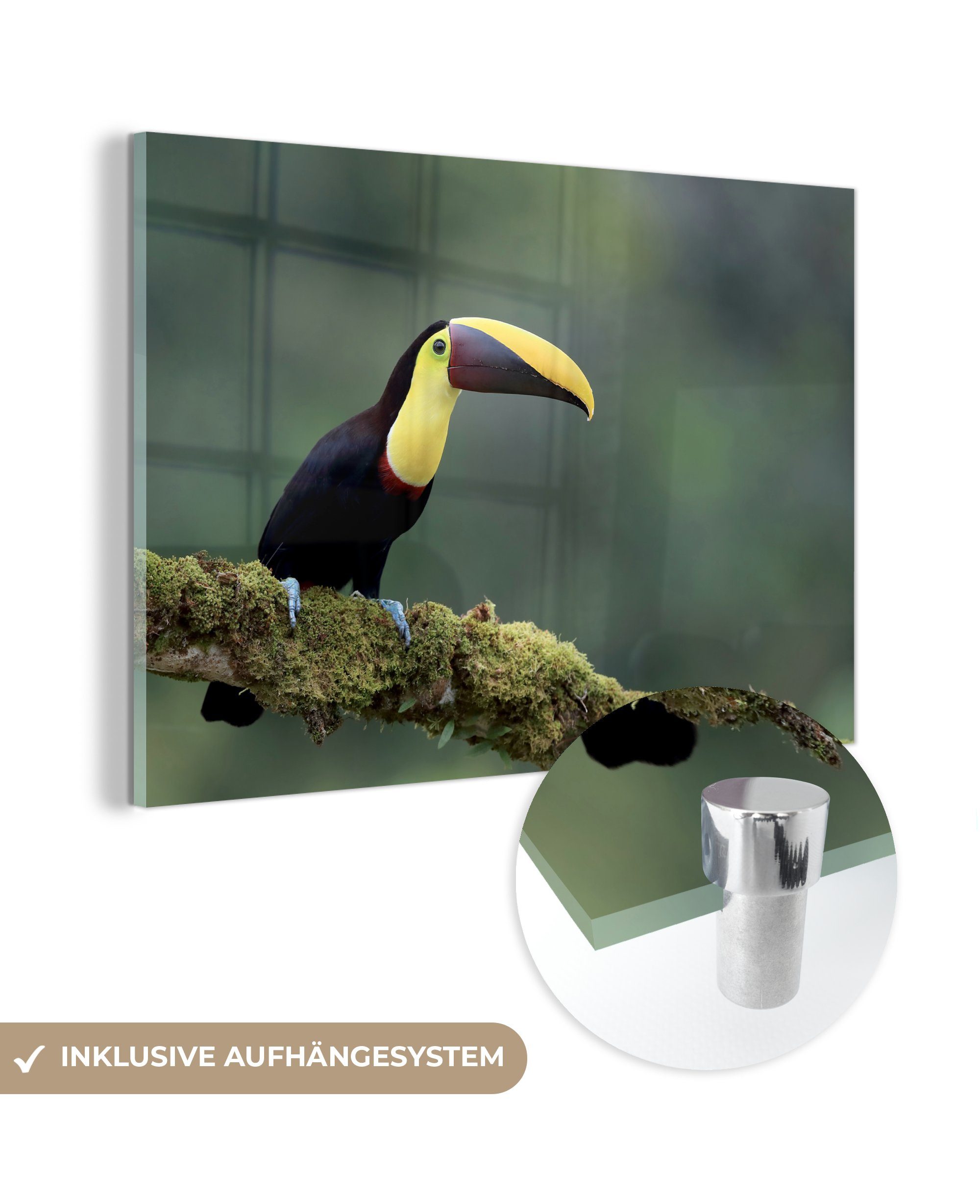 MuchoWow Acrylglasbild Tukan auf einem moosbewachsenen Ast, (1 St), Acrylglasbilder Wohnzimmer & Schlafzimmer