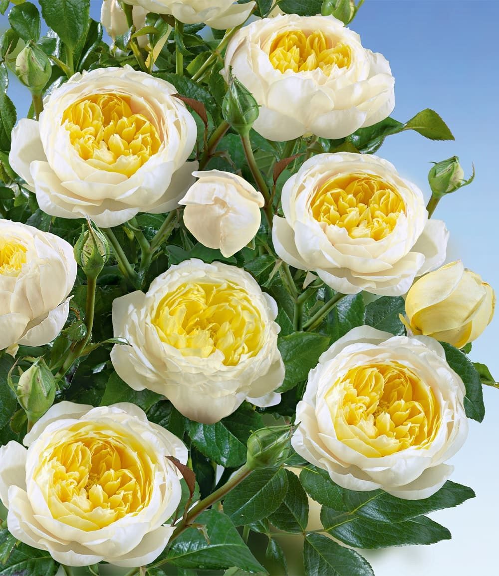 BALDUR Garten Rose Kletterrose 'Amnesty International®', 1 St., Kletterpflanze, winterhart, mehrjährig, duftend, pflegeleicht