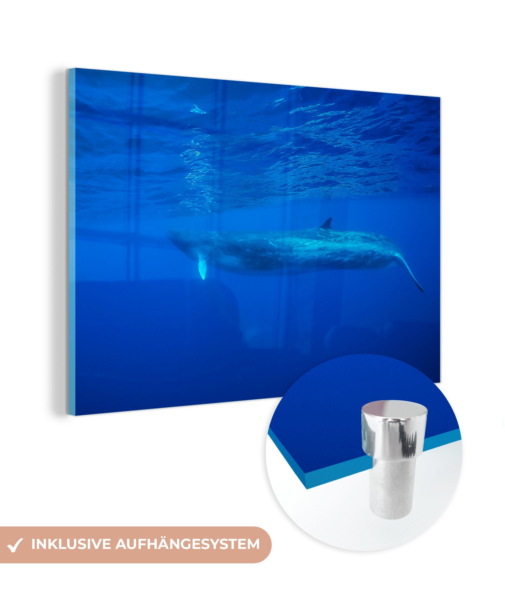MuchoWow Acrylglasbild Meerestiere - Wale - Blauwal, (1 St), Acrylglasbilder Wohnzimmer & Schlafzimmer