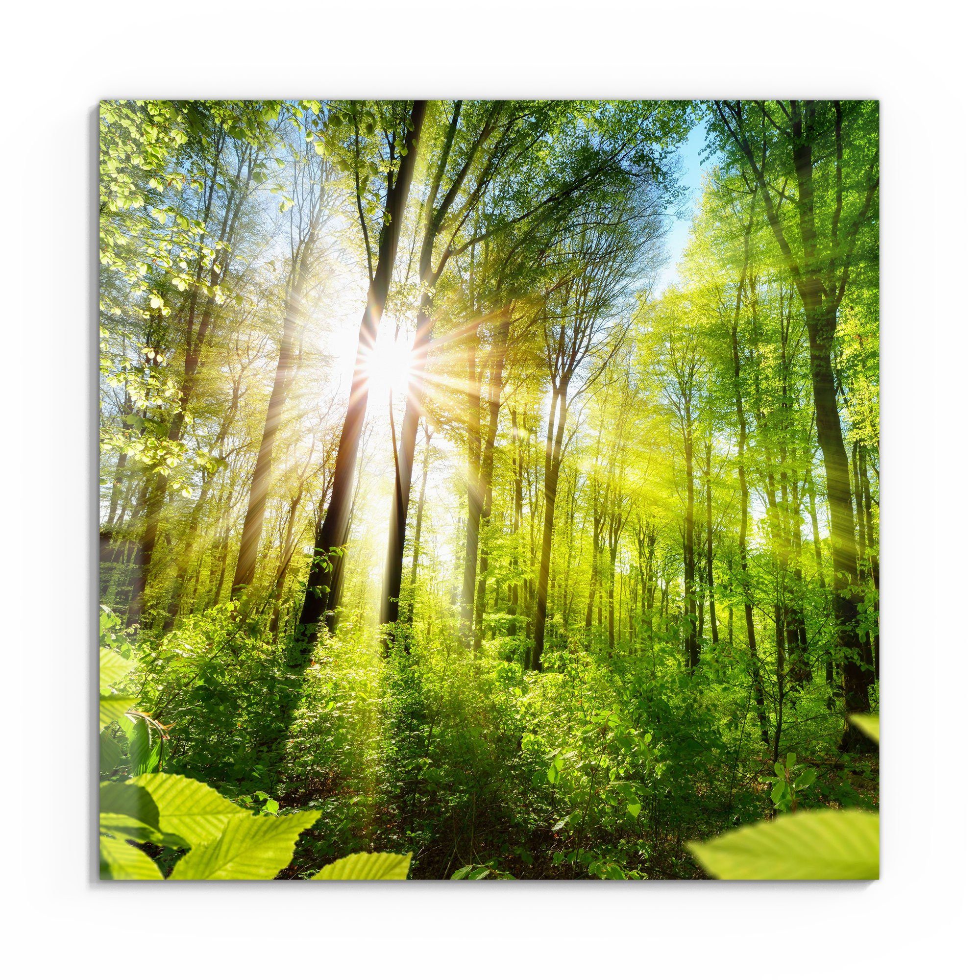 DEQORI Glasbild 'Licht durchdringt Bäume', 'Licht günstig online kaufen