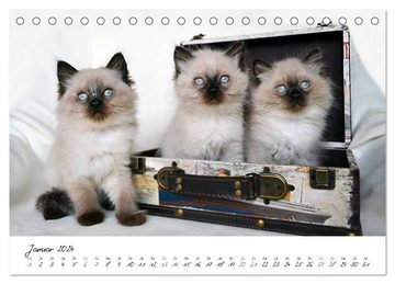 CALVENDO Wandkalender Katzenparade (Tischkalender 2024 DIN A5 quer), CALVENDO Monatskalender