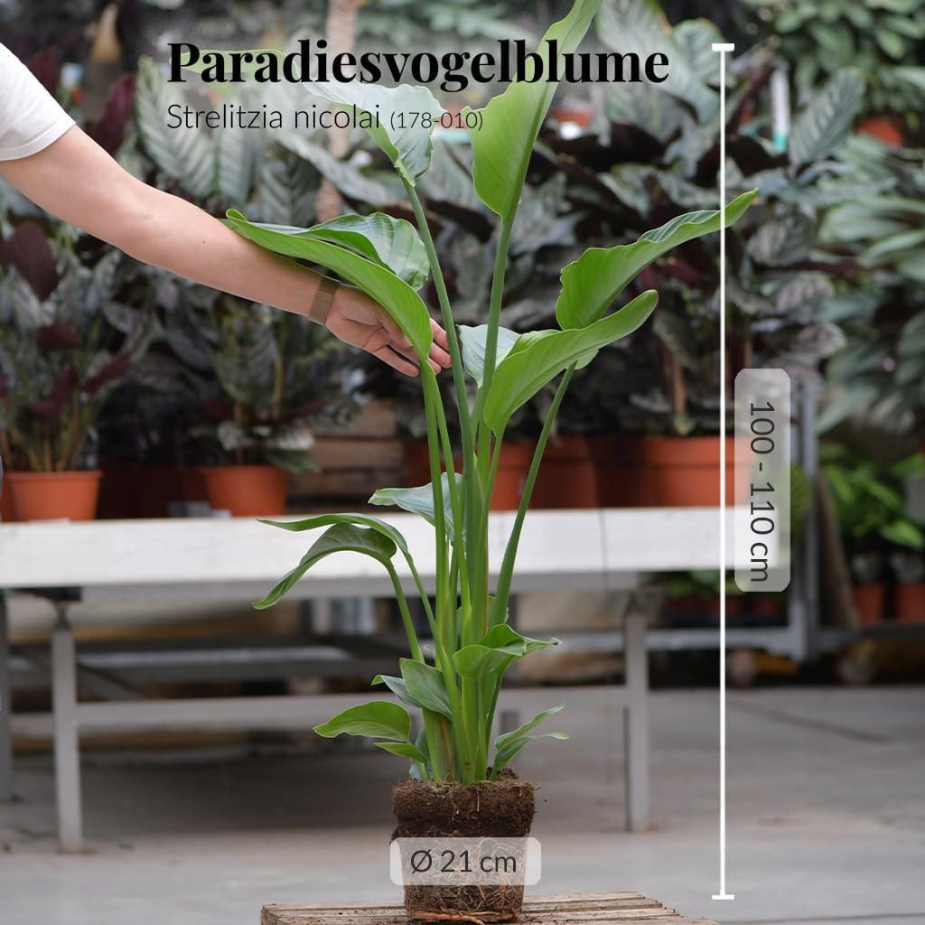 Green Me Up Zimmerpflanze Große Strelitzie, Wächst in Erde, Pflege gleich n günstig online kaufen