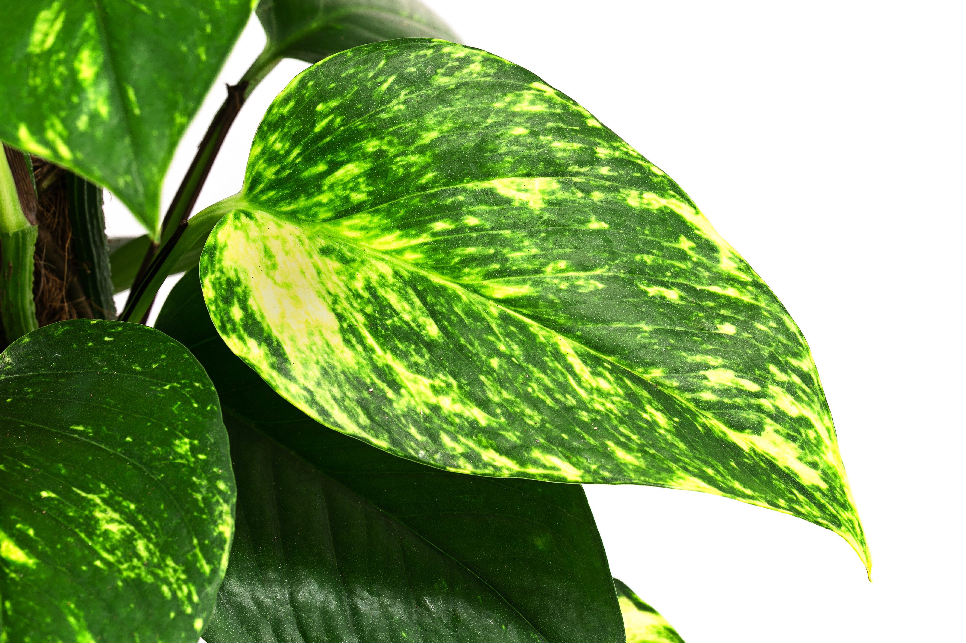 Dehner Zimmerpflanze Efeutute, Epipremnum aureum, an Moosstab gebunden, imm günstig online kaufen