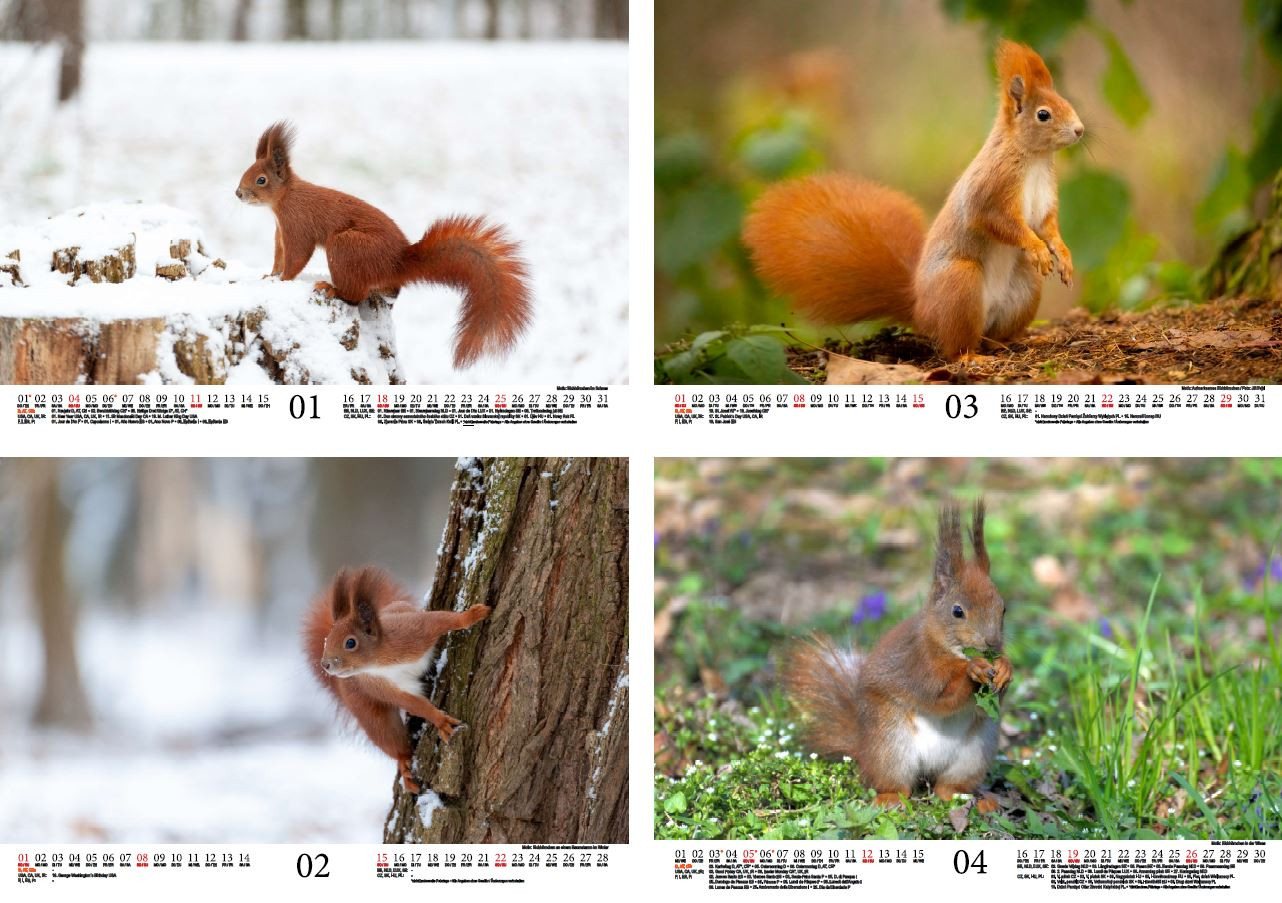 Thumbnail - Seelenzauber Wandkalender Eichhörnchenzauber DIN A4 Kalender für 2026 Eichhörnchen Seelenzauber
