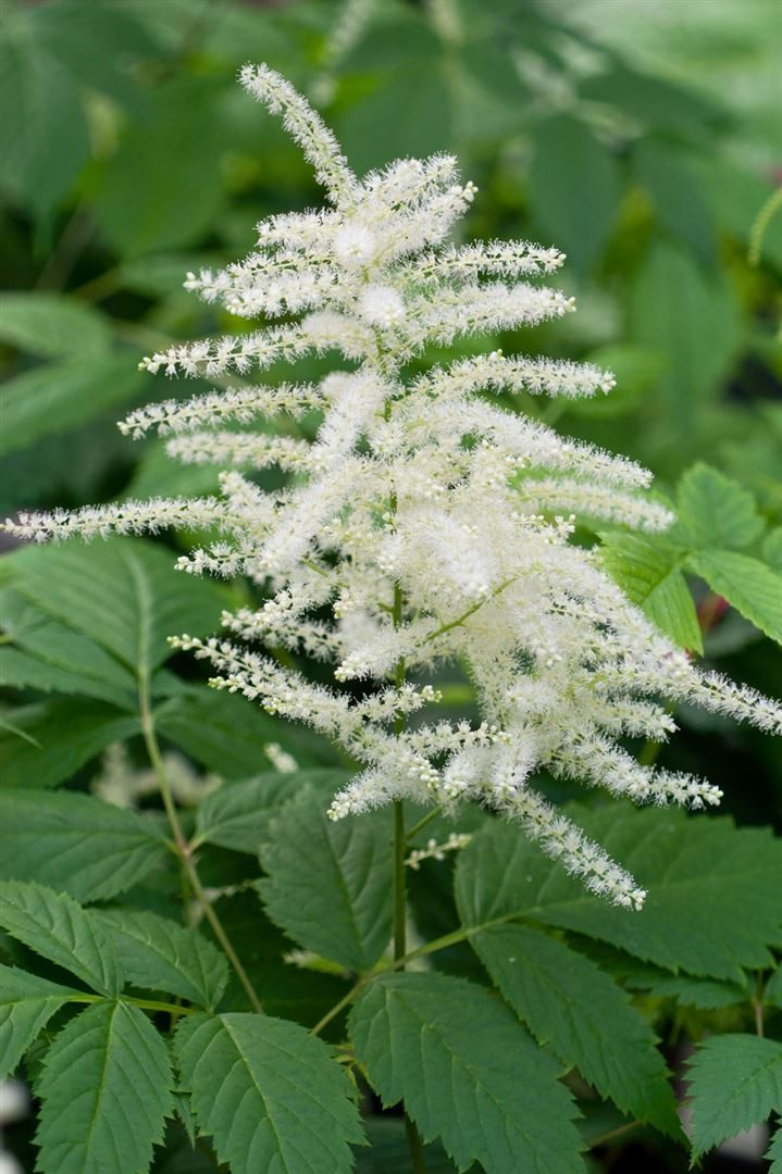 Pflanzen für Dich Staude Aruncus dioicus, 1 St., Wald-Geißbart, Geißbart, Waldspiere – Bild 4 von 5