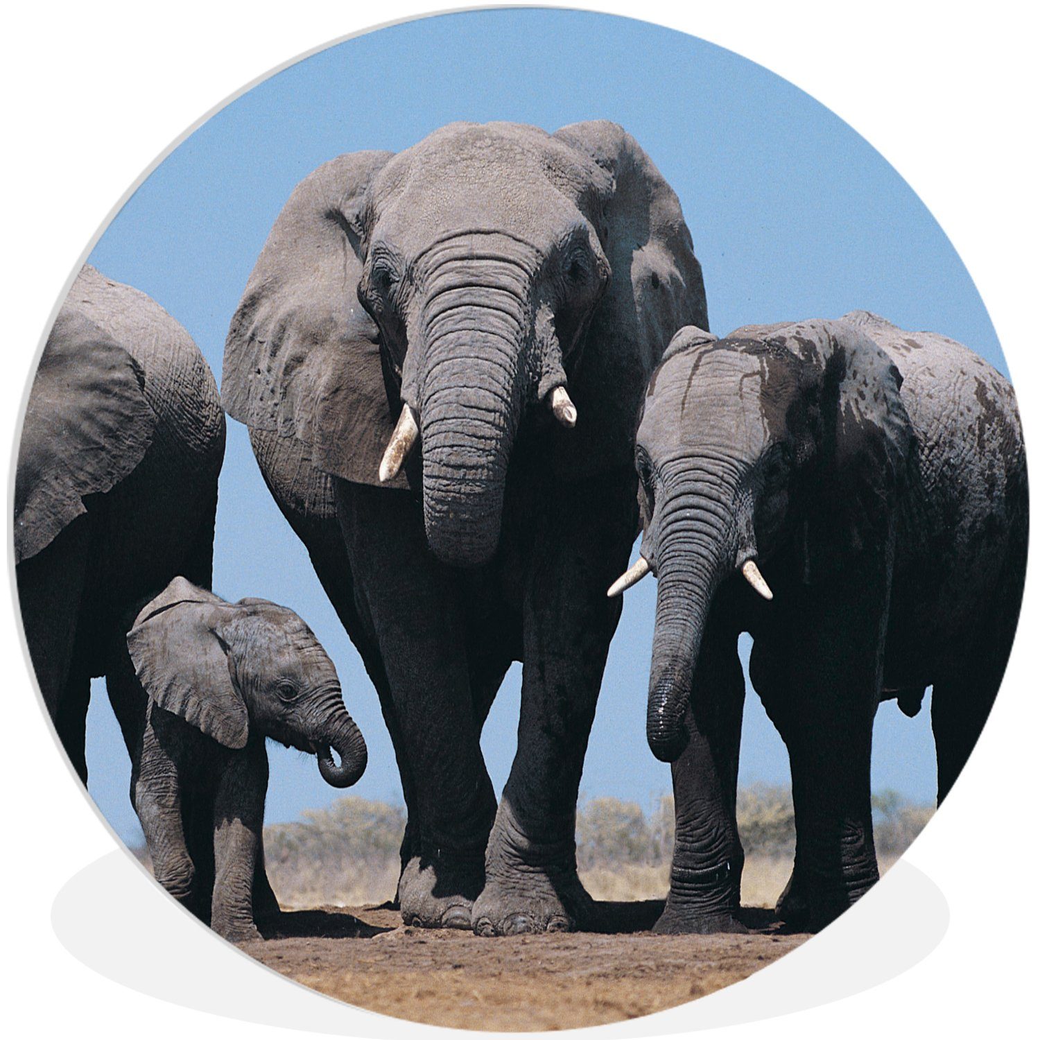 Forex, 30x30 Elefant MuchoWow Wanddekoration Prärie (1 Wandbild, Kreis cm - Tiere Rundes Natur, Wohnzimmer, St), - Gemälde -