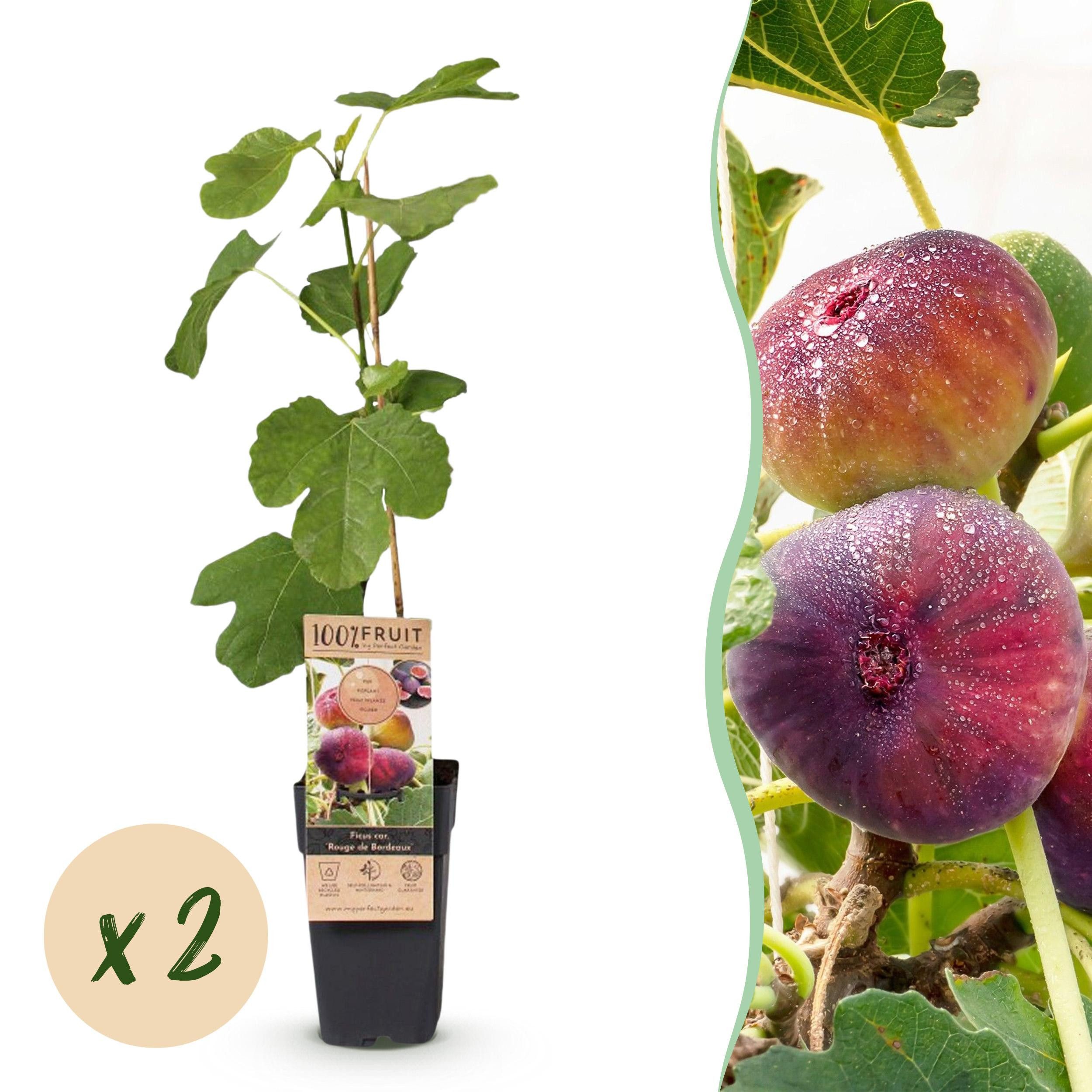 Exotenherz Obstpflanze Ficus carica Rouge de Bordeaux- Feigenbaum 2 Stück 15cm Topf 50cm hoch