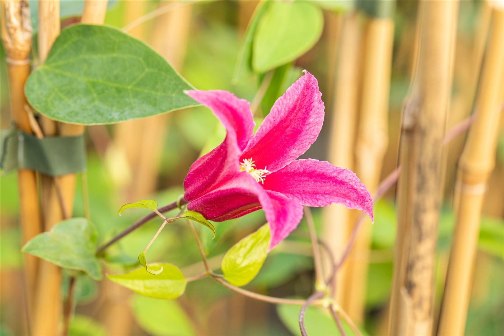 Pflanzen für Dich Kletterpflanze Clematis alpina Ruby, 1 St., Alpen-Waldrebe, Alpenrebe, rubinrot, frühblühend