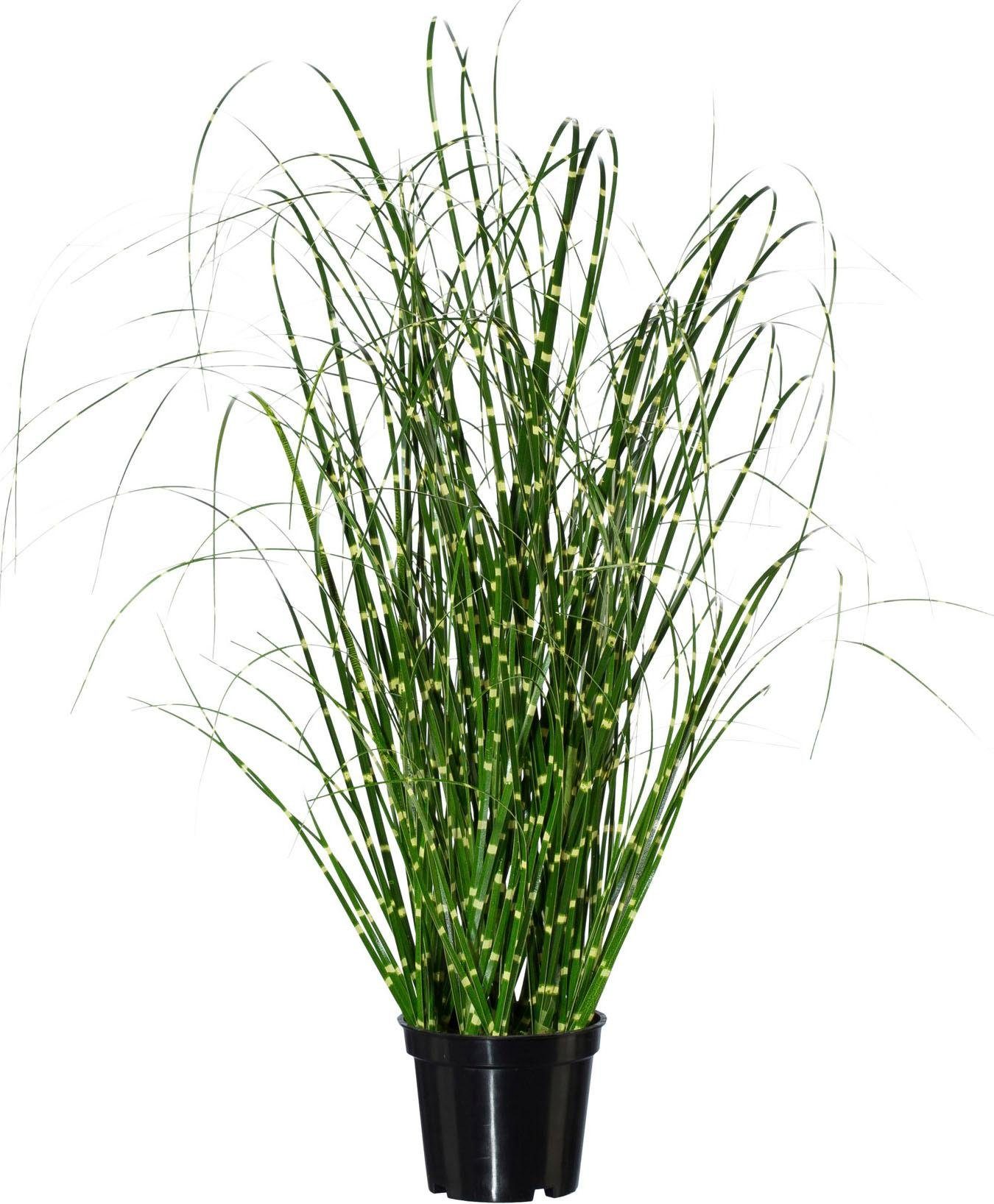 Kunstgras Miscanthus, Creativ green