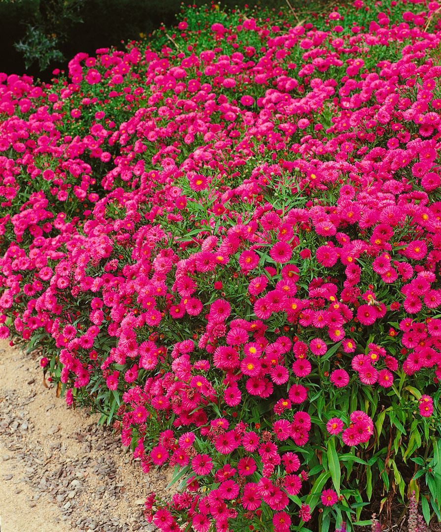 Pflanzen für Dich Staude Aster dumosus Jenny, 1 St., Kissen-Aster, Herbstaster