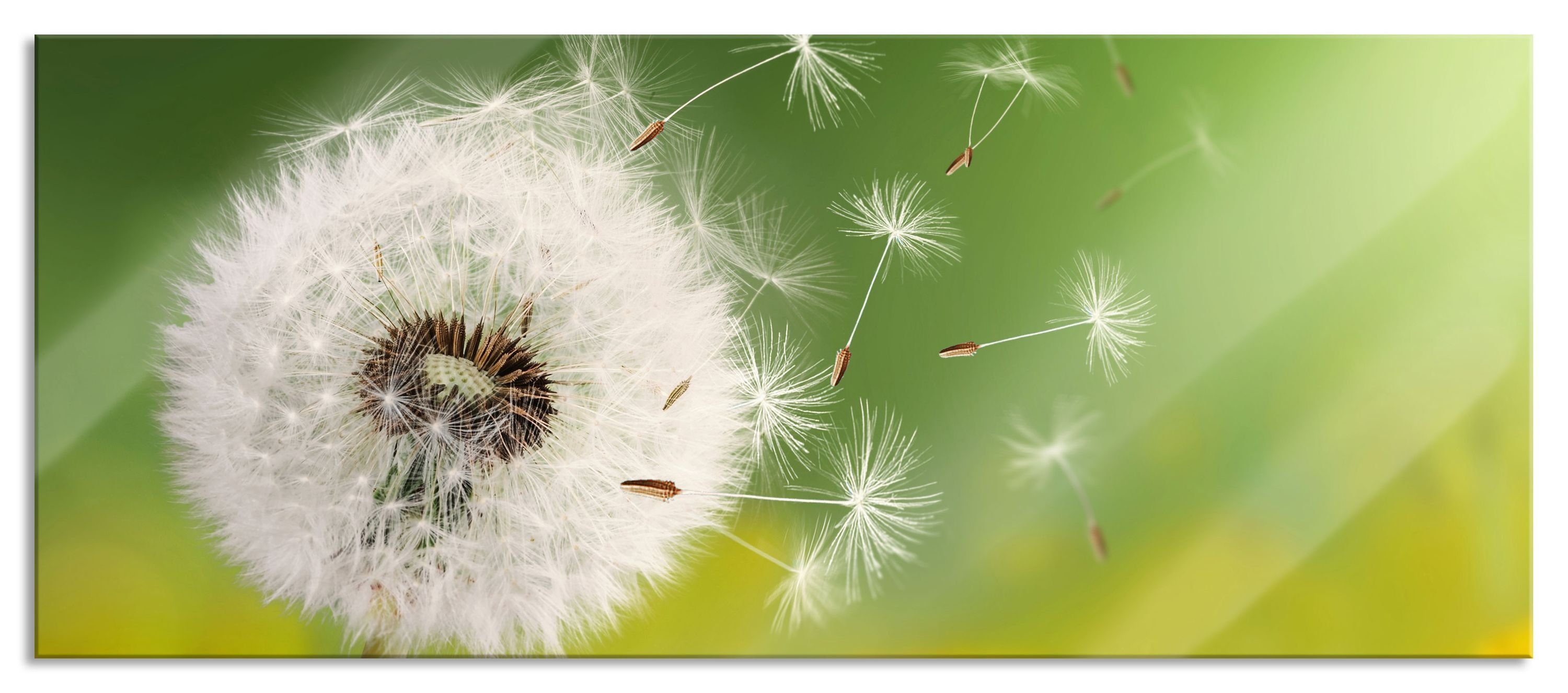 Pixxprint Glasbild Löwenzahn Samen, Löwenzahn Samen (1 St), Glasbild aus Echtglas, inkl. Aufhängungen und Abstandshalter