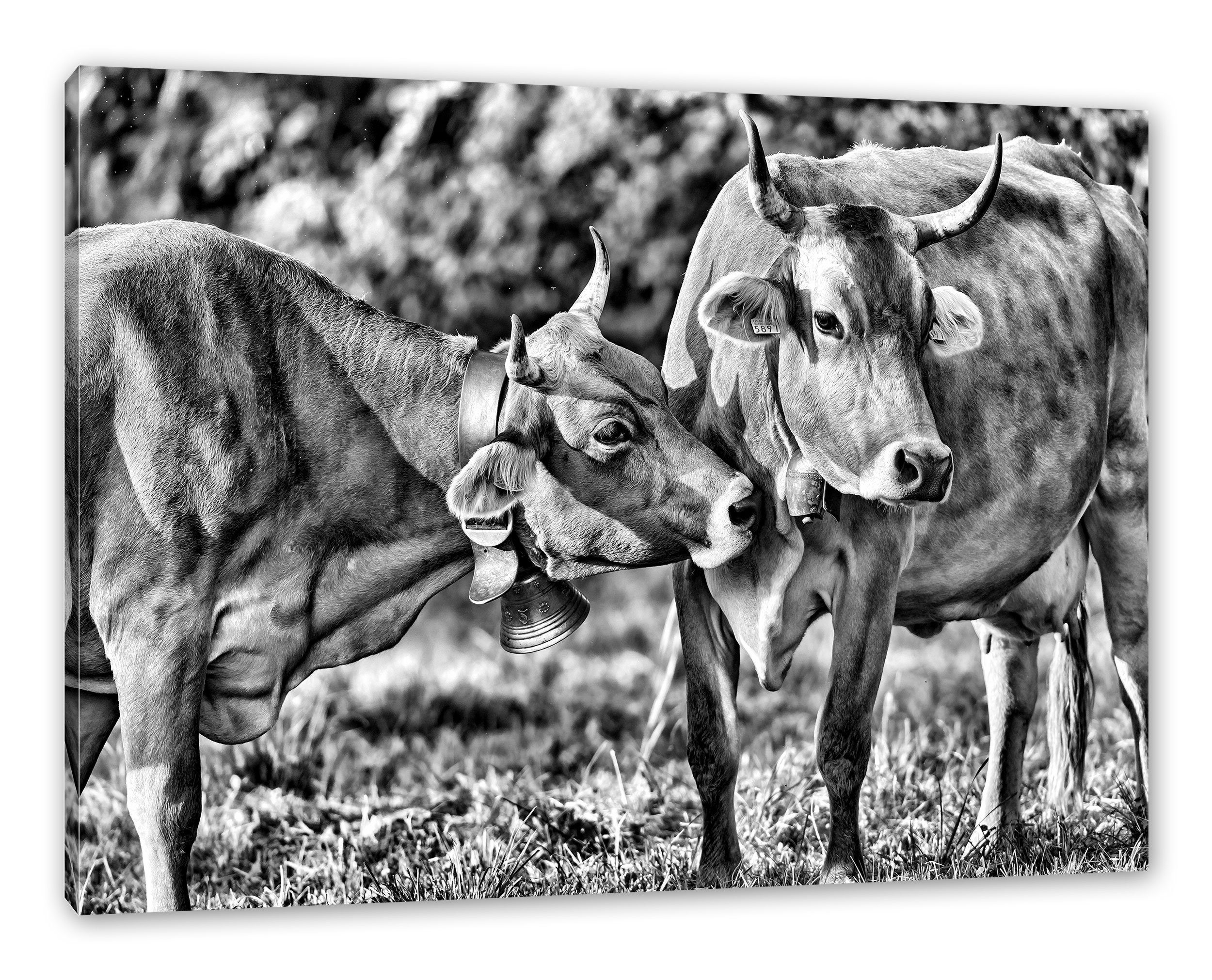 Pixxprint Leinwandbild Kuhbullen auf Weide, Kuhbullen auf Weide (1 St), Leinwandbild fertig bespannt, inkl. Zackenaufhänger