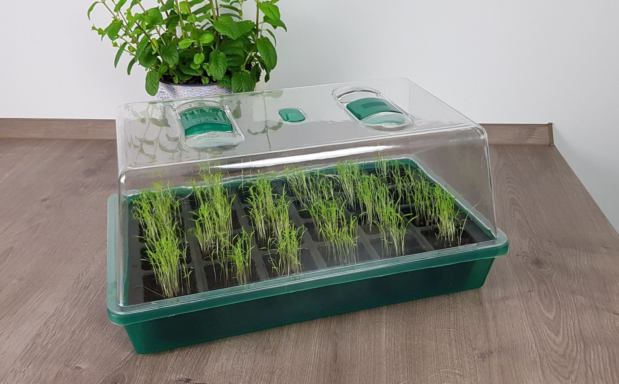 GartenHero Foliengewächshaus Mini Gewächshaus 24 Fächer - Zimmergewächshaus Anzucht Treibhaus